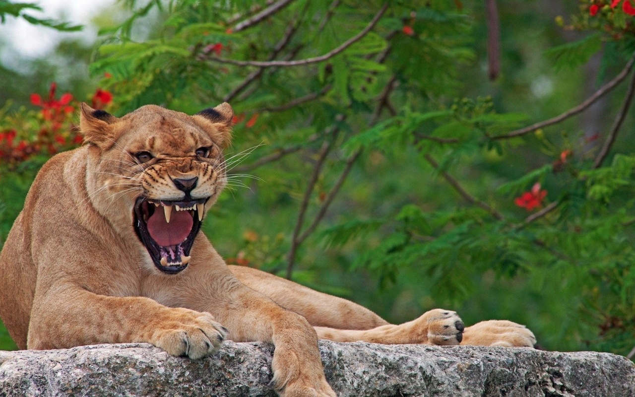 puma, angry, grass, wild, bigcat