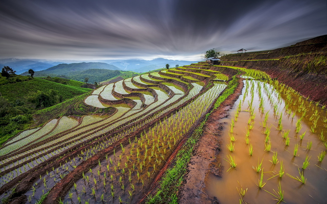 fields, rice, hills, mountain, ,, 