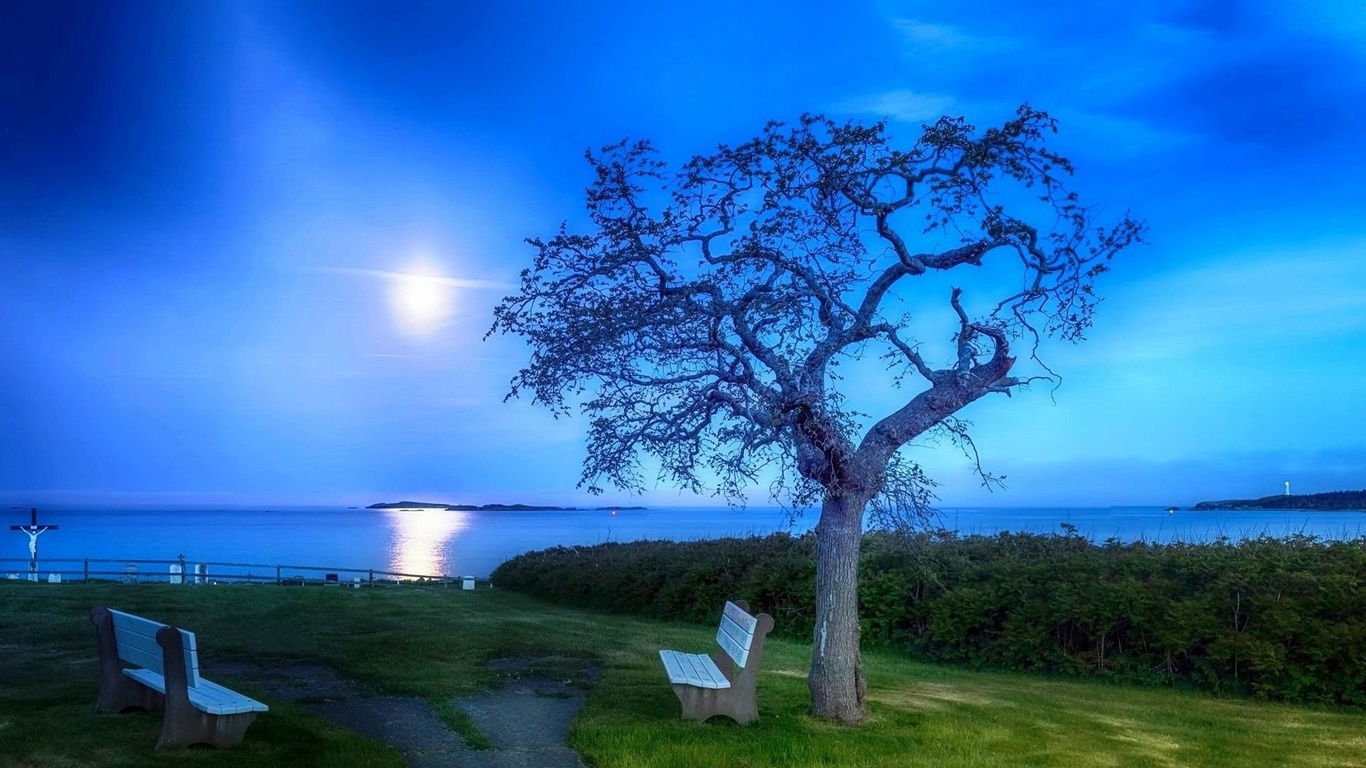 tree, landscape, grass, sky, ,, 