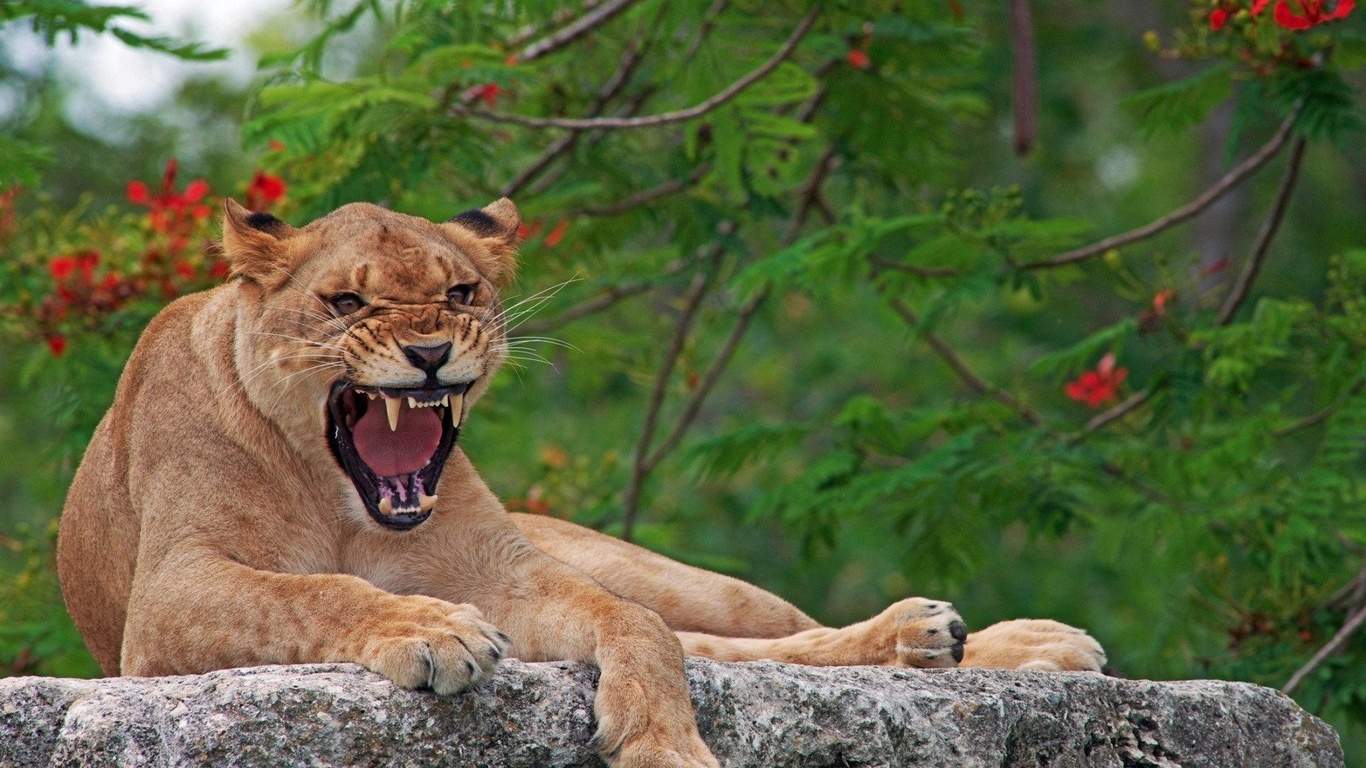 puma, angry, grass, wild, bigcat