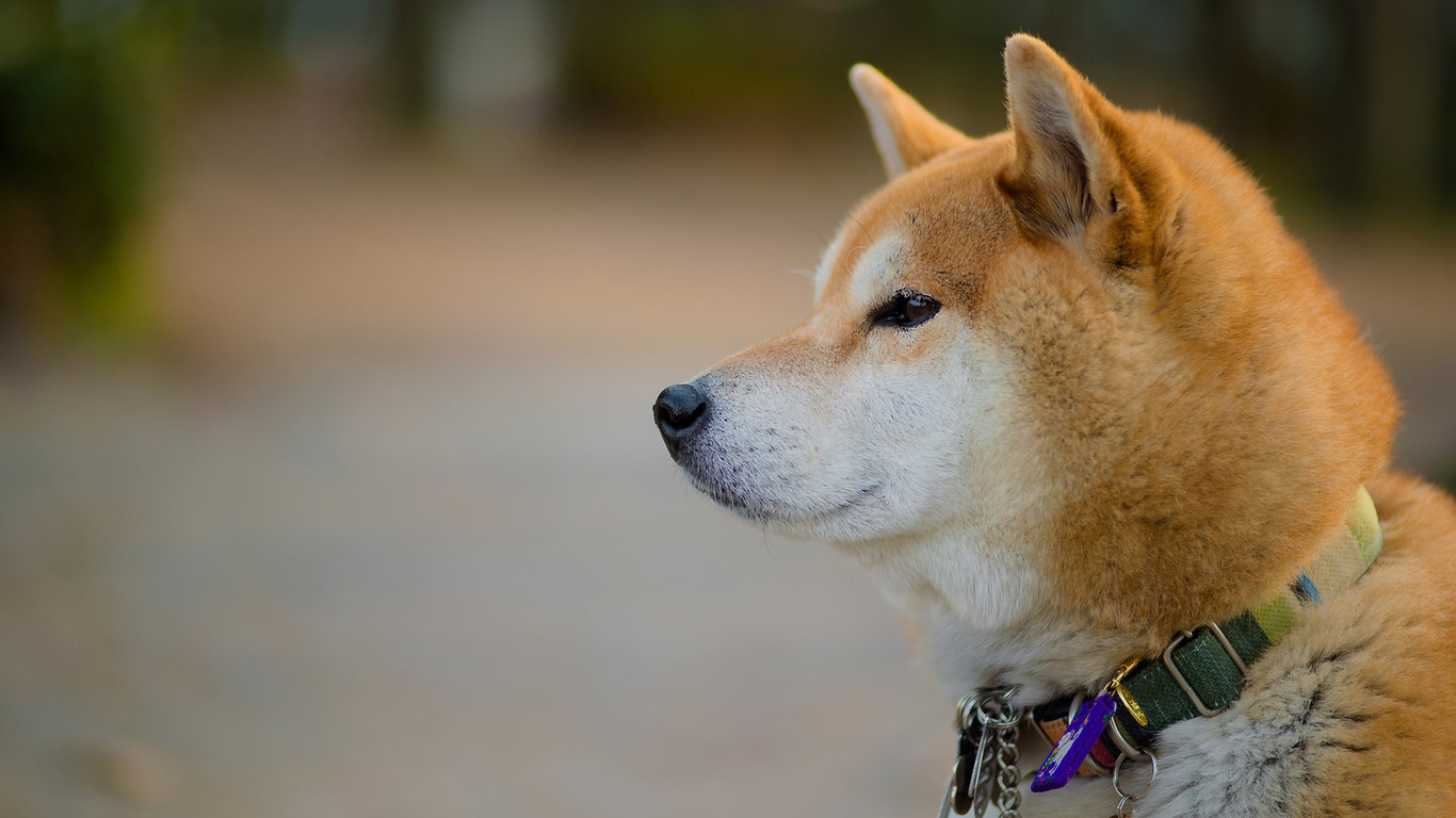 akita, dog, head, cute