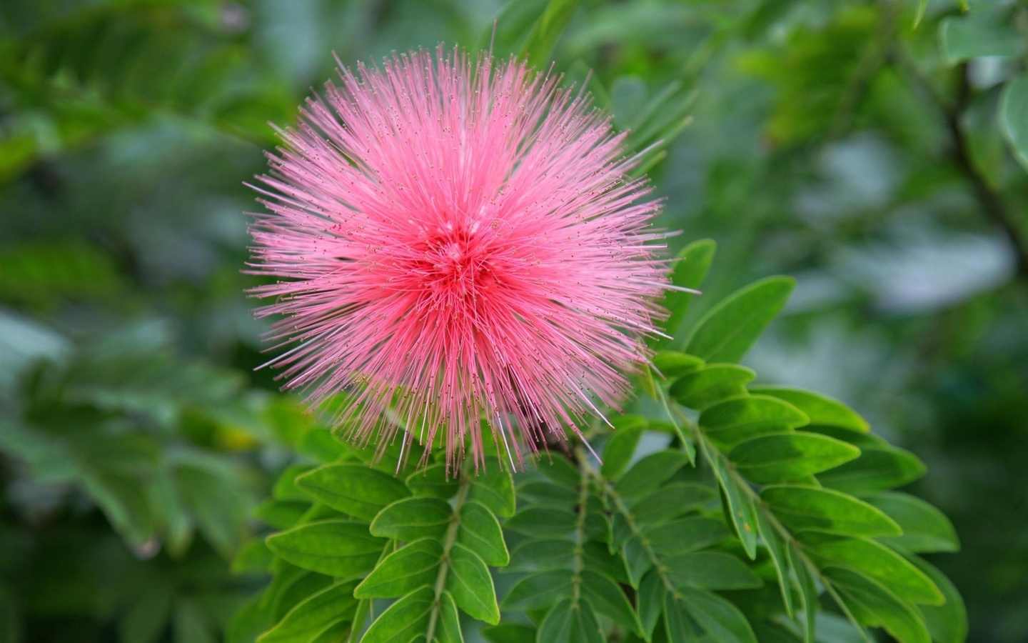 blossom, mimosa, branch, tree