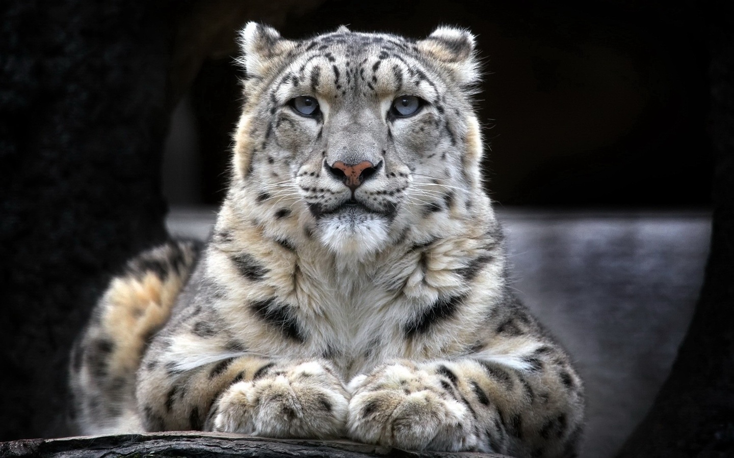 leopard, white, wild, forest