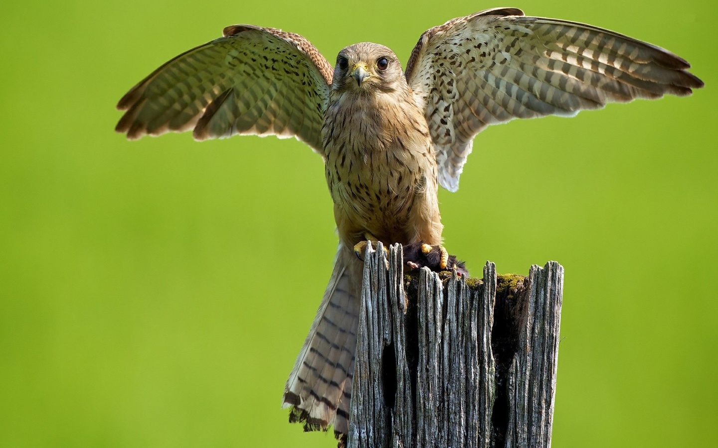 hawk, wings, fly, forest, wild