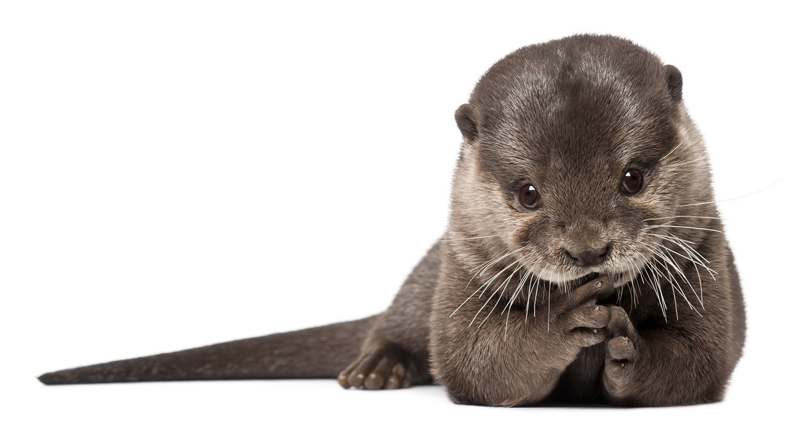 , otter, , , 