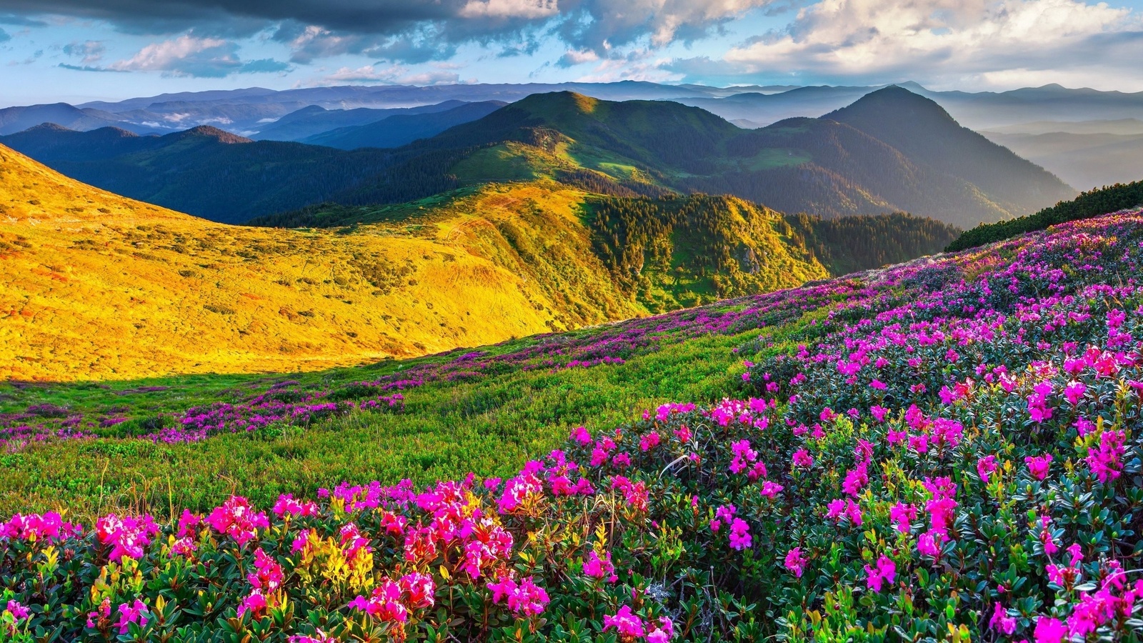 , , , , , meadows, azalea, mountains, alps, slovenia