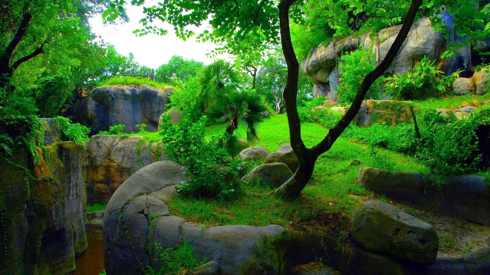 green, garden, tree, forest