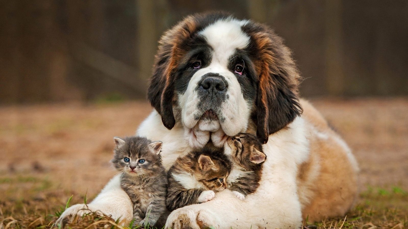 san bernardo, dog, kitty, friendship