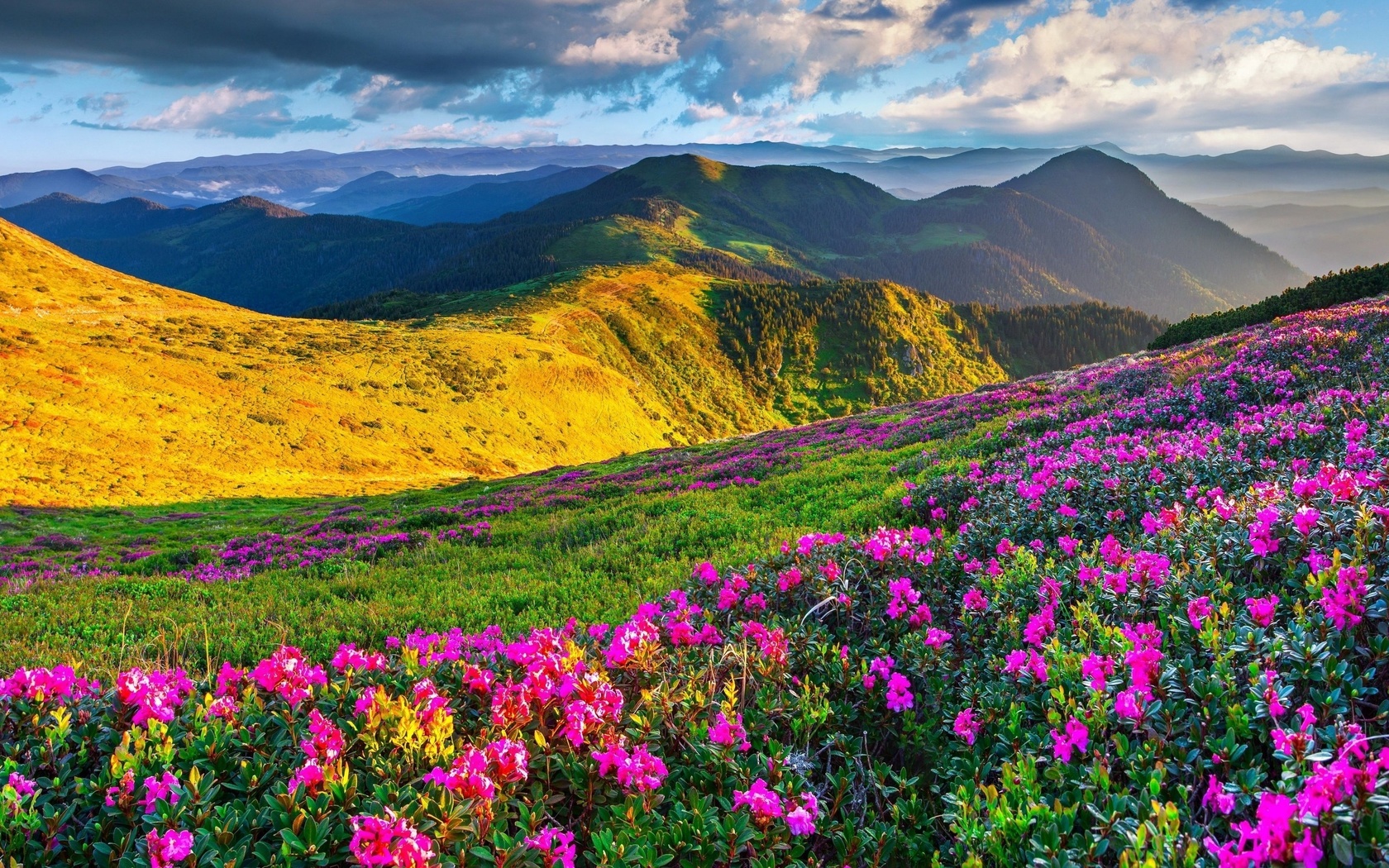 , , , , , meadows, azalea, mountains, alps, slovenia