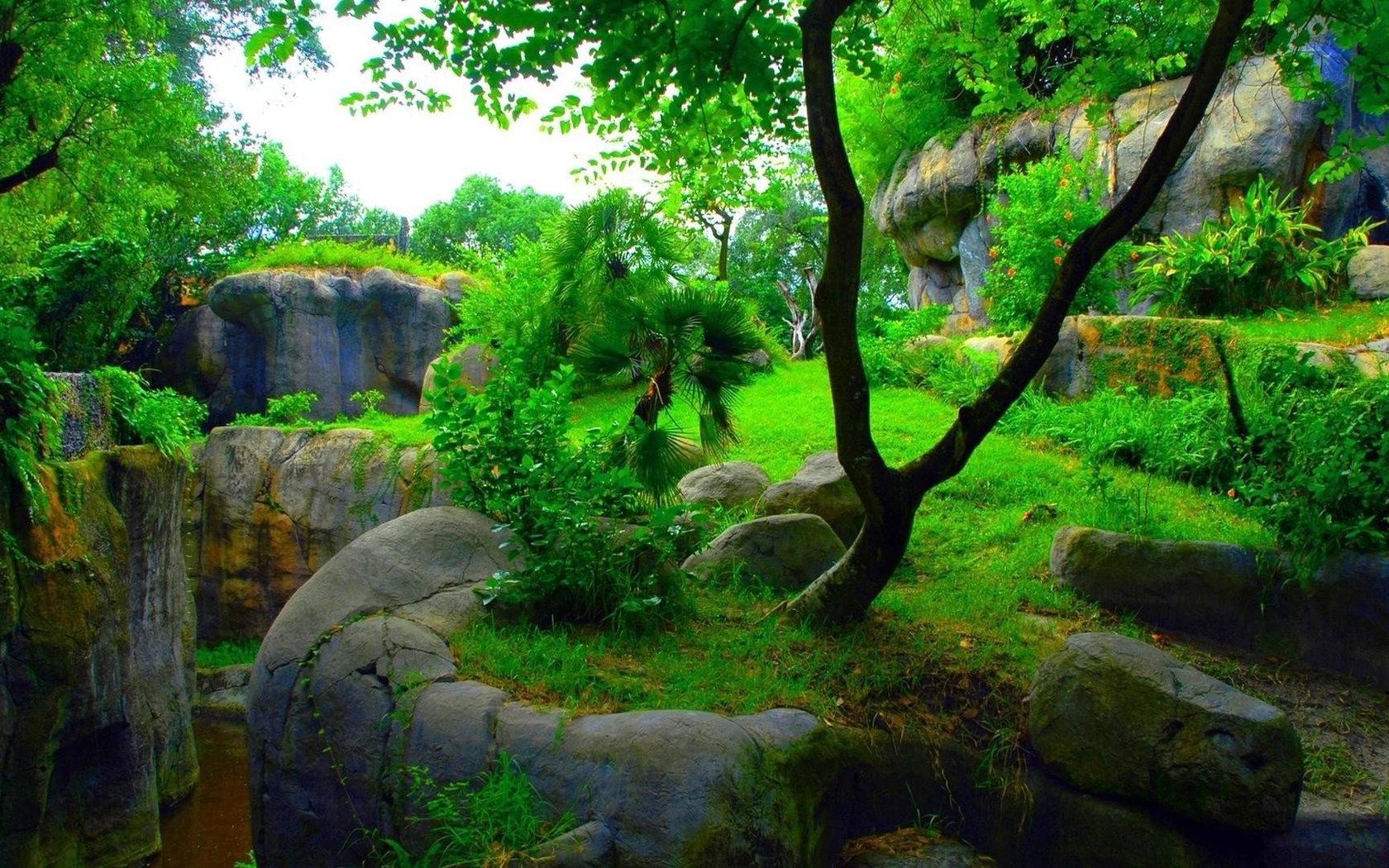 green, garden, tree, forest