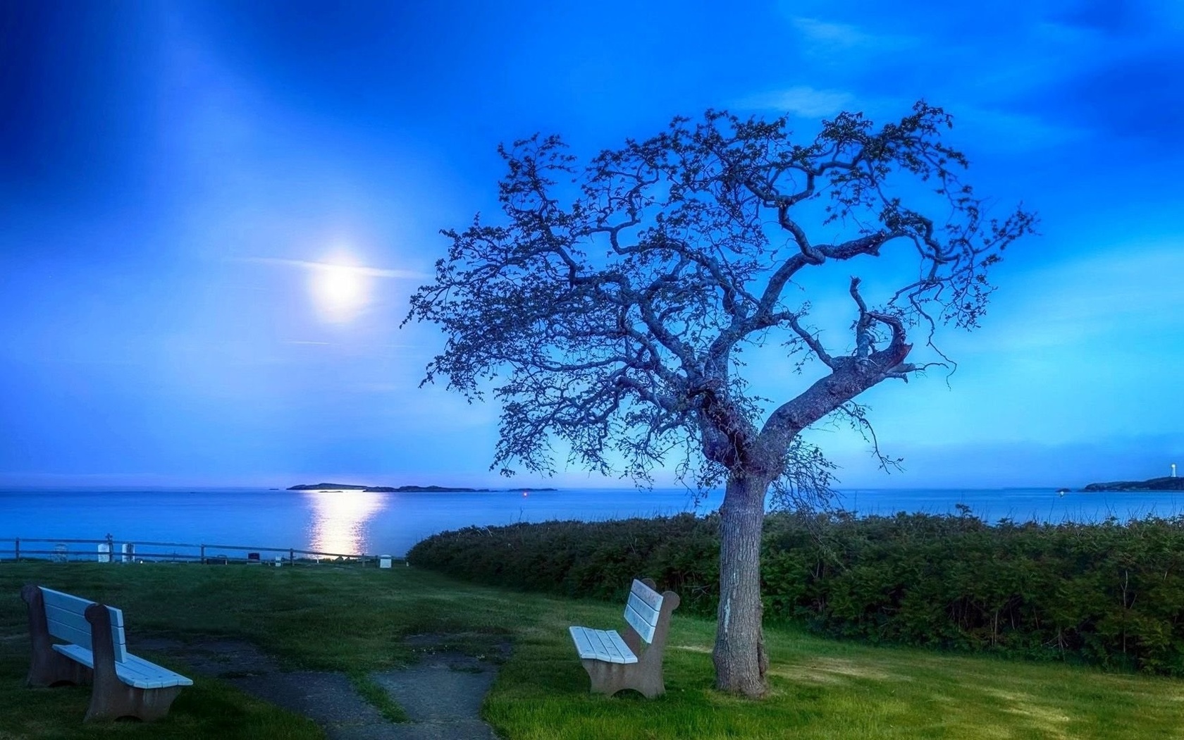 tree, landscape, grass, sky, ,, 