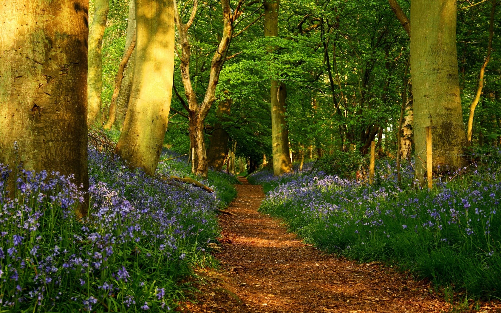 path, tree, leaves, forest, 