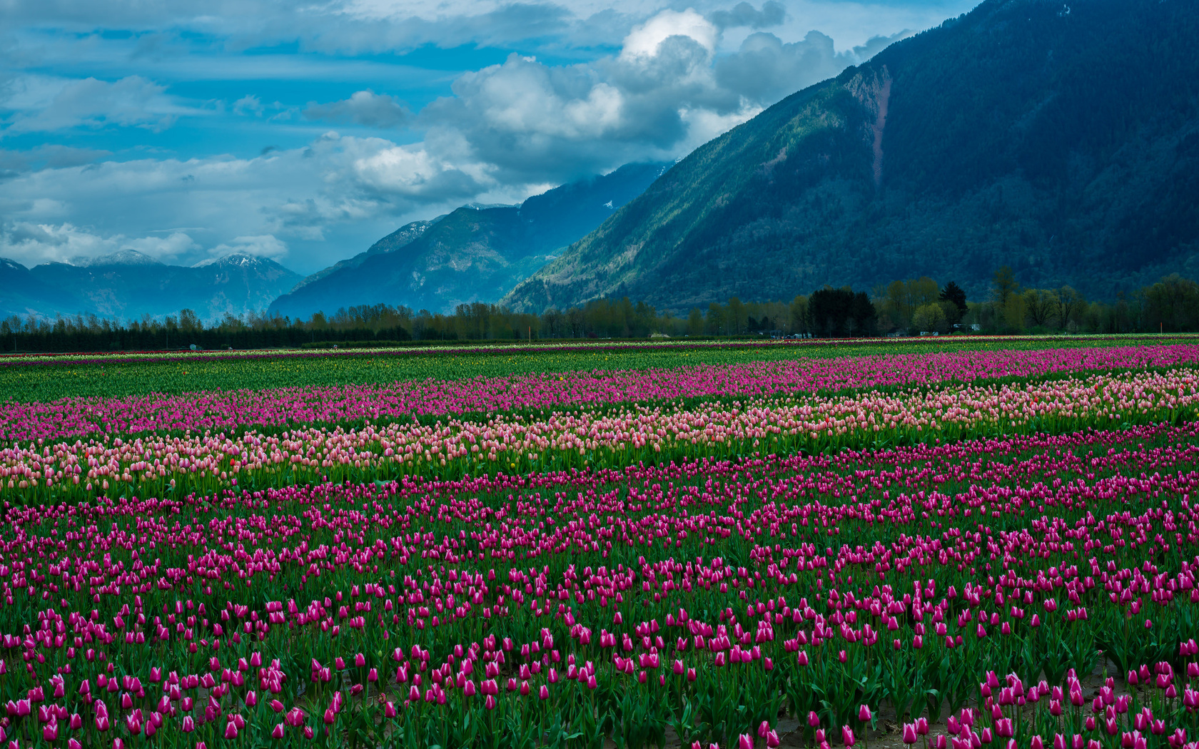 , , , , , , , , nature, landscape, mountain, snow, clouds, the field, tulips, flowers