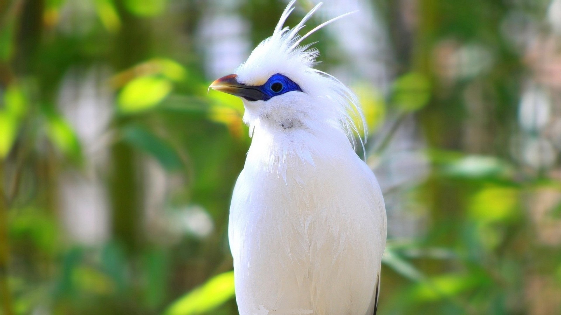 bird, cute, white, wild