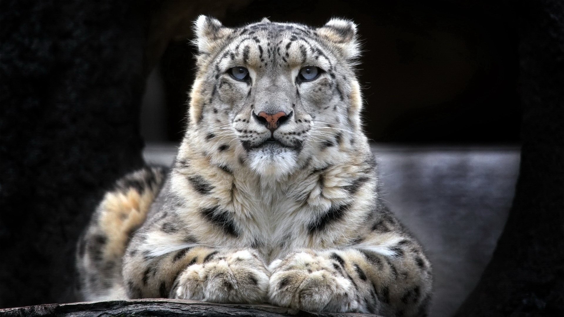 leopard, white, wild, forest