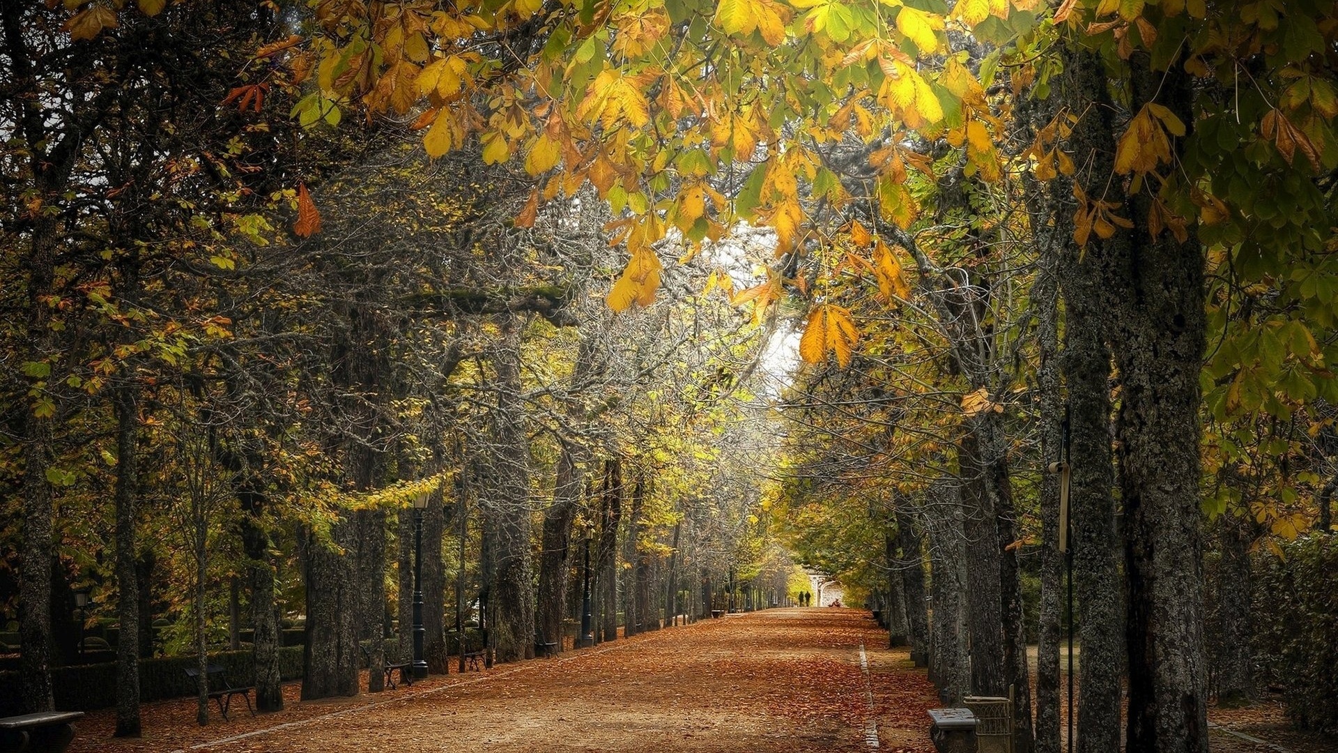 path, leaves, tree, road, 