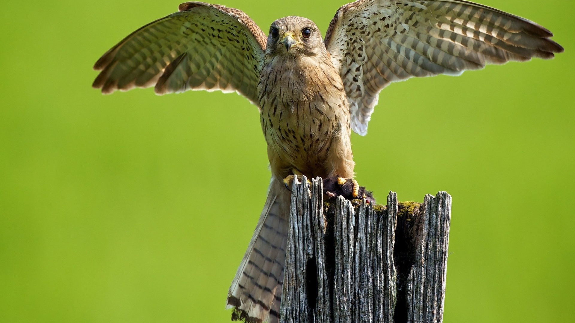 hawk, wings, fly, forest, wild