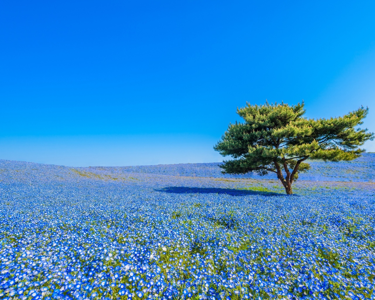 hitachi seaside park, hitachinaka, japan,    , , , , , , , , 