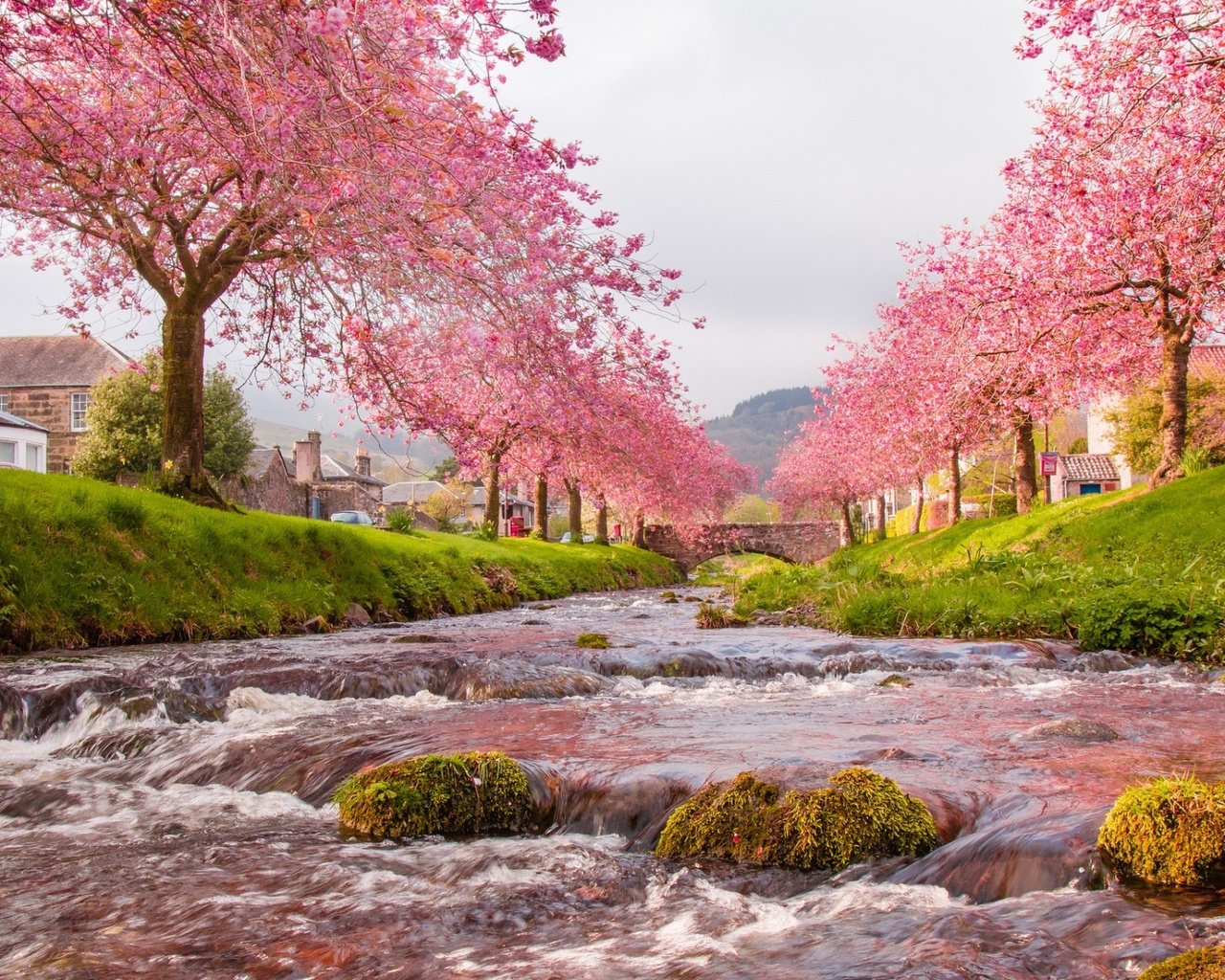 river, blossom, city, water