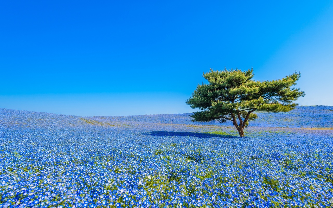 hitachi seaside park, hitachinaka, japan,    , , , , , , , , 