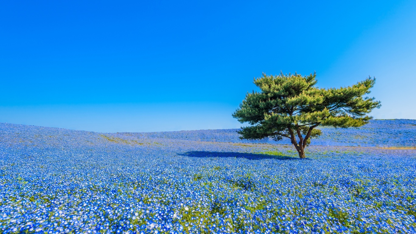 hitachi seaside park, hitachinaka, japan,    , , , , , , , , 