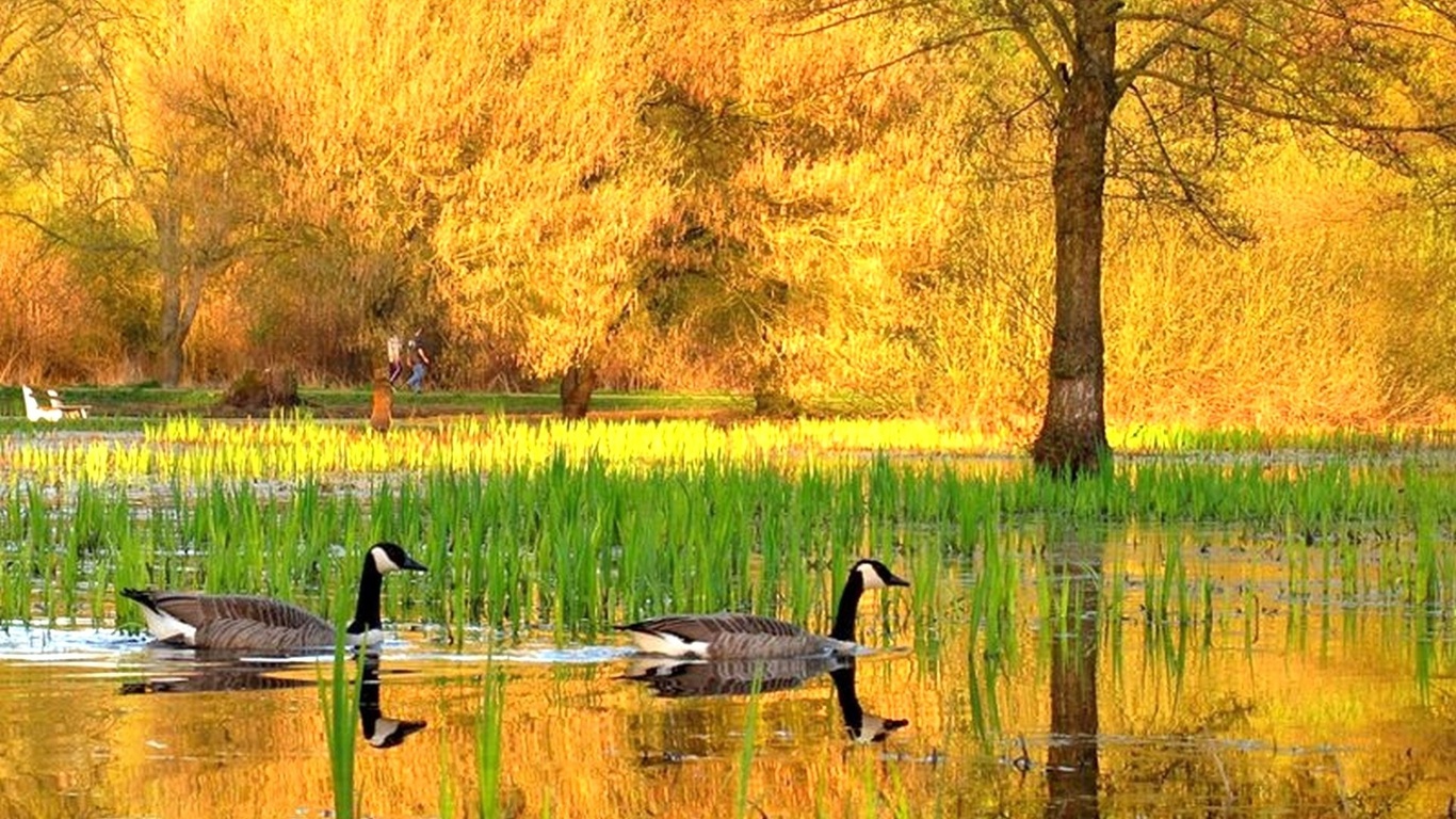 Осеннее озеро с утками