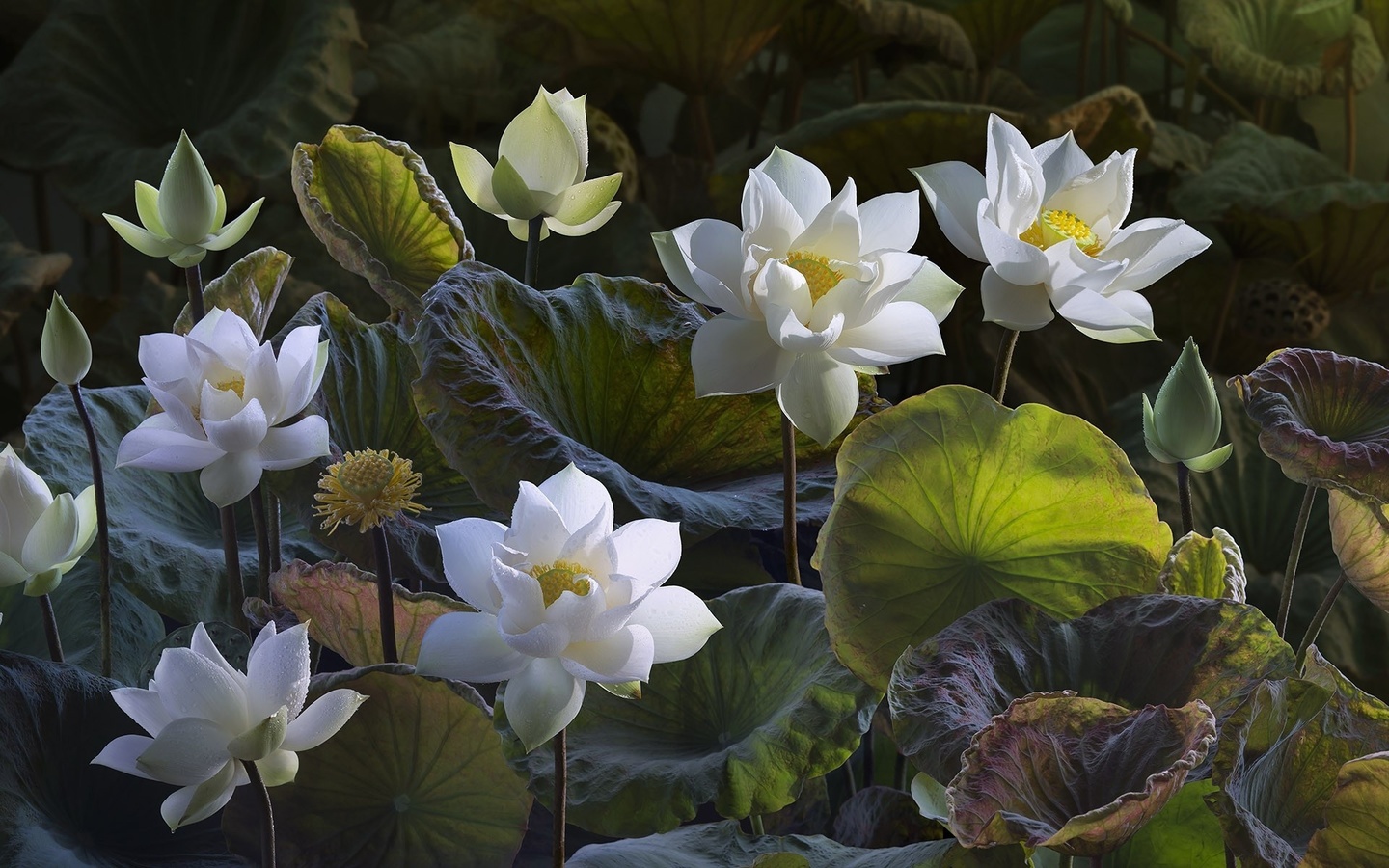 lotus, flowers, flora