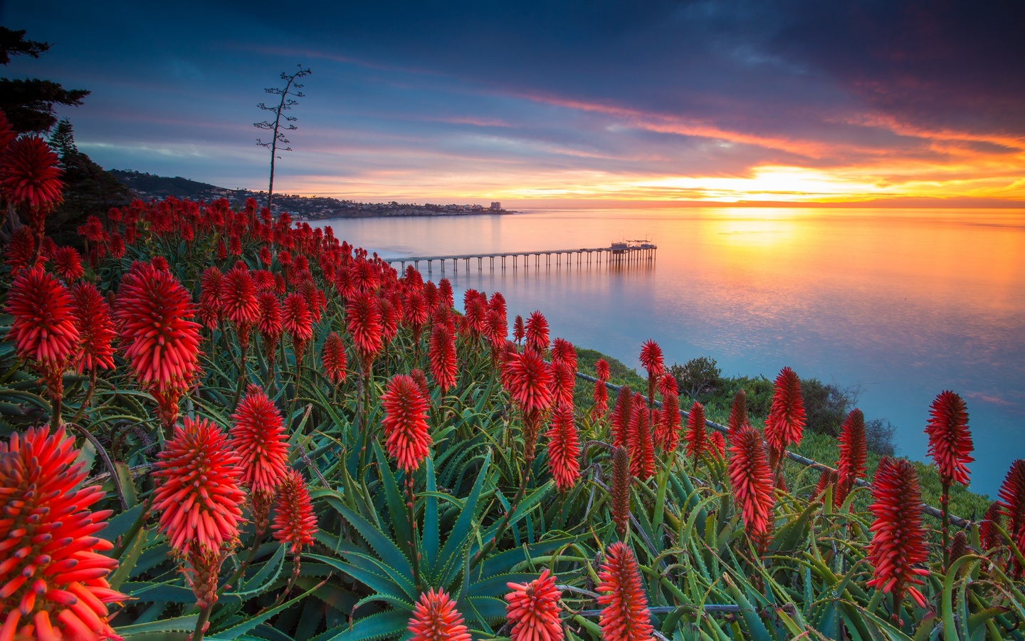 aloe, la jolla, san diego, coronado