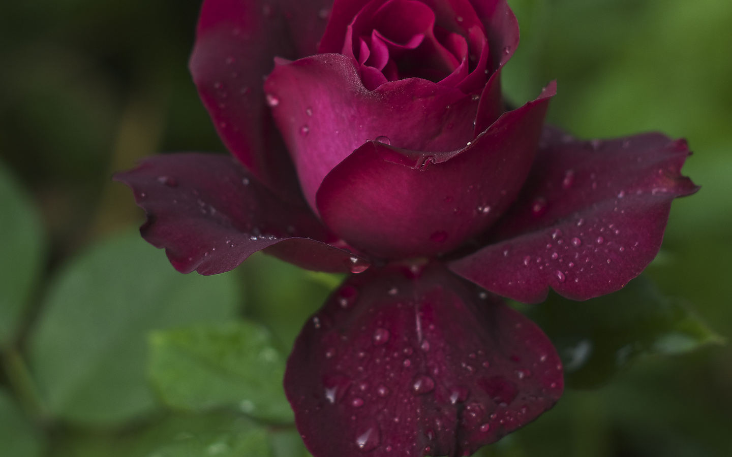 drops, rose, petals, maroon