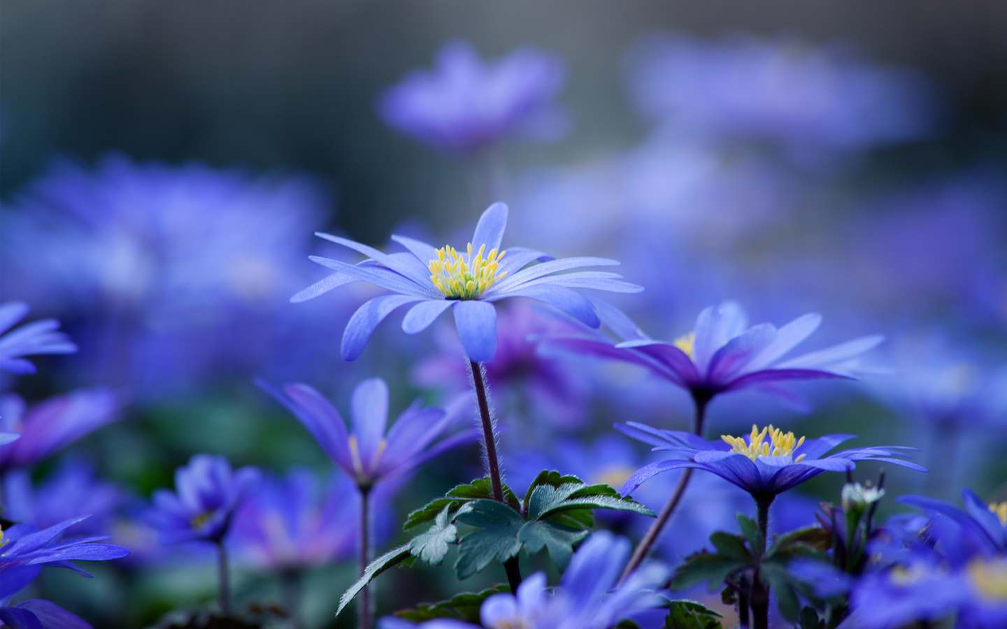 flowers, leaves, petals