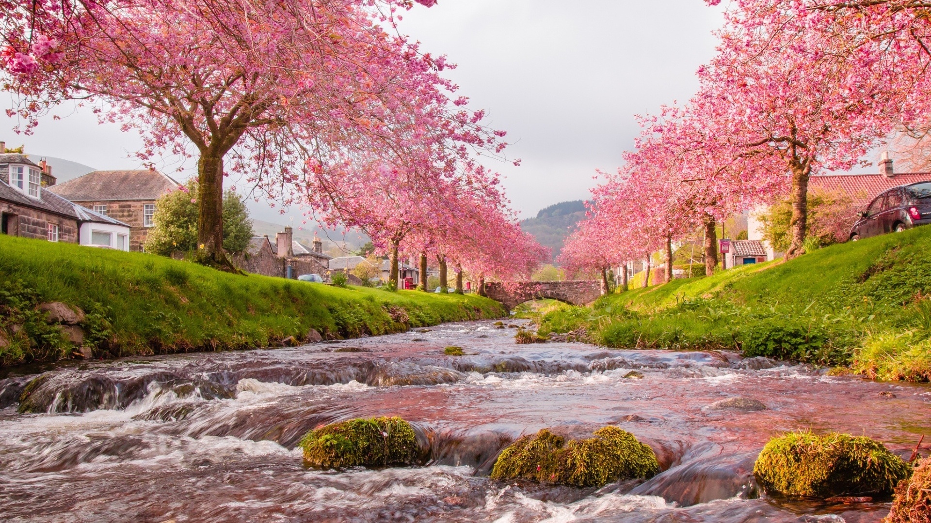 river, blossom, city, water