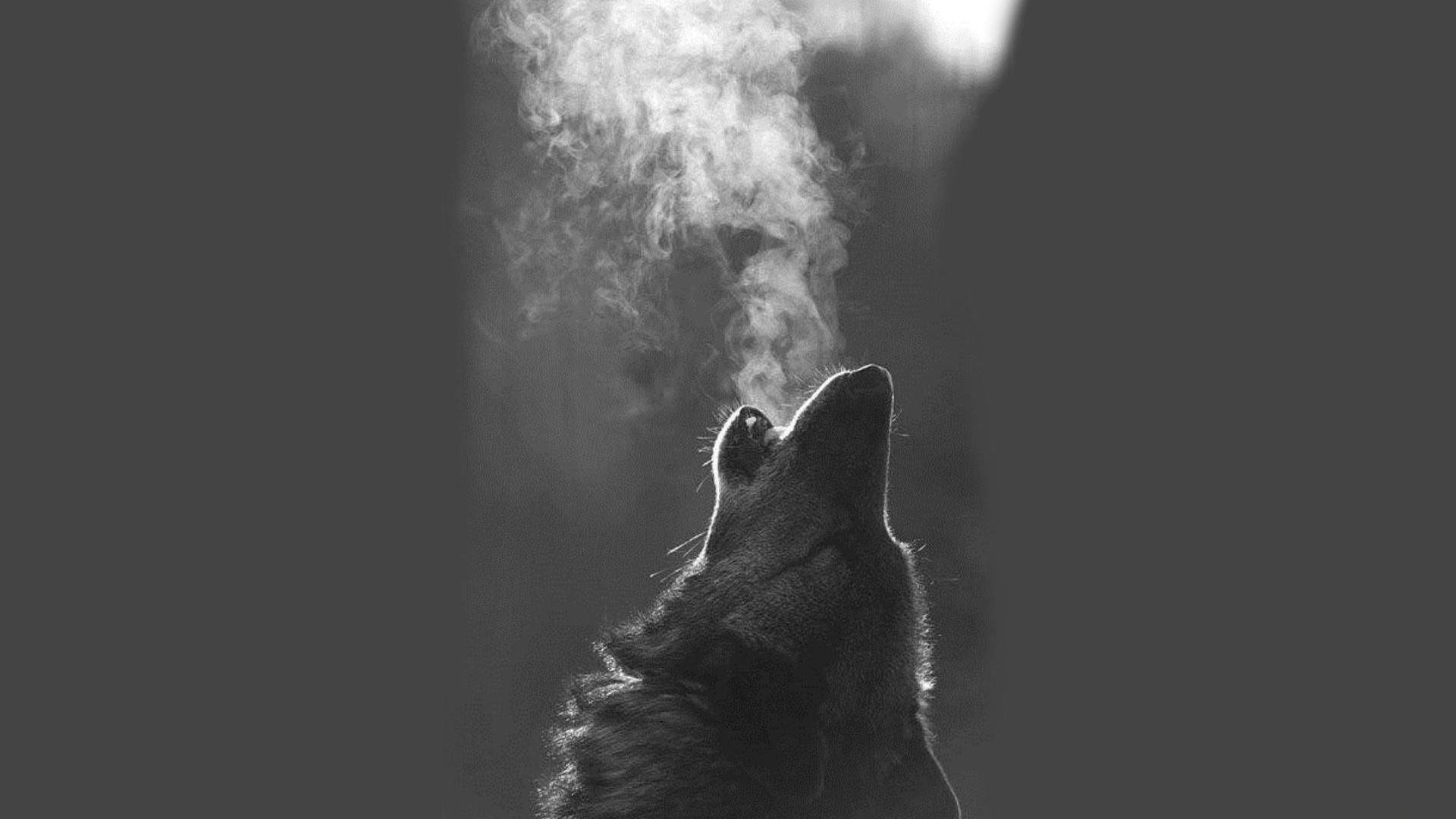 wolf, night, wild, forest