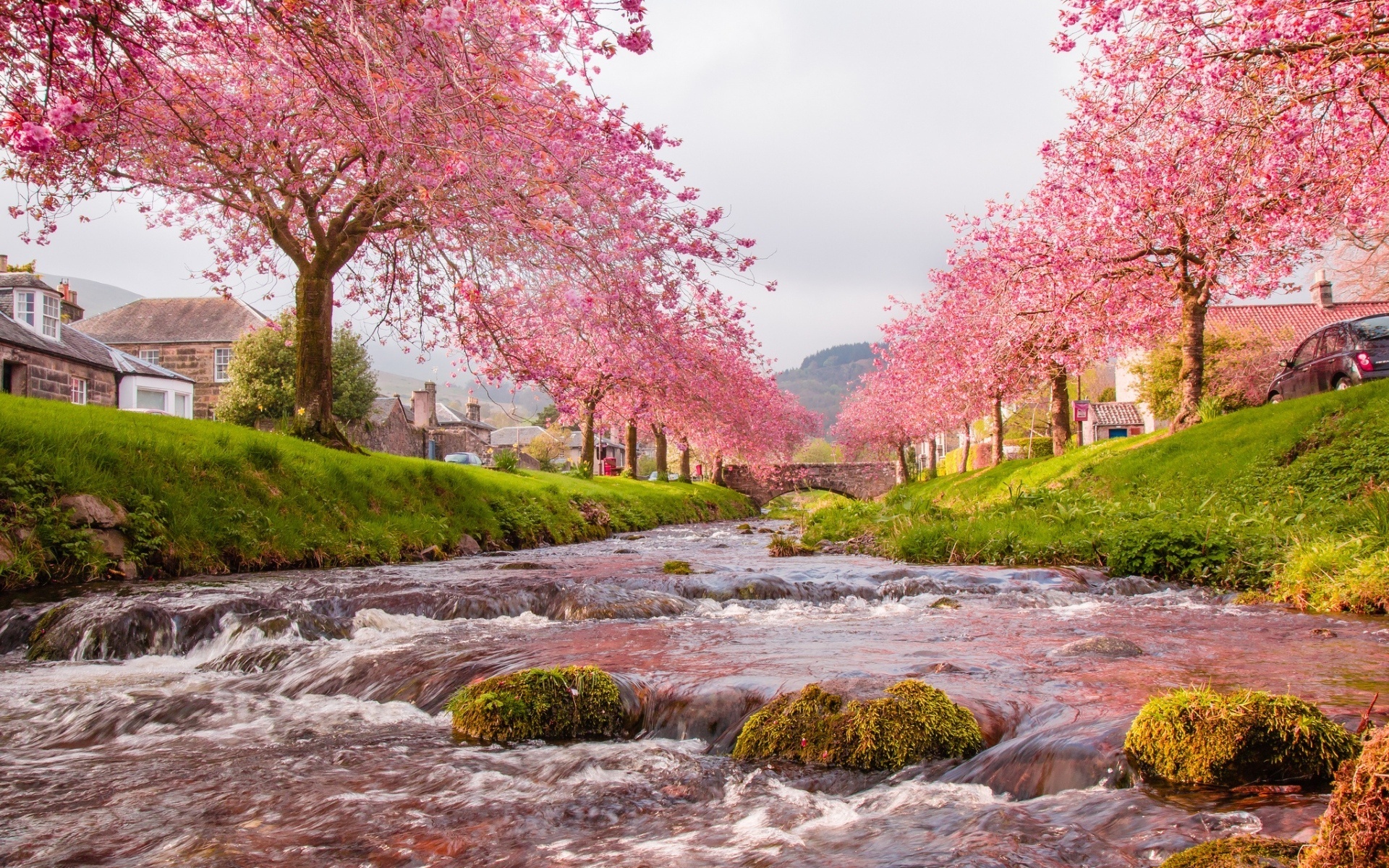 river, blossom, city, water