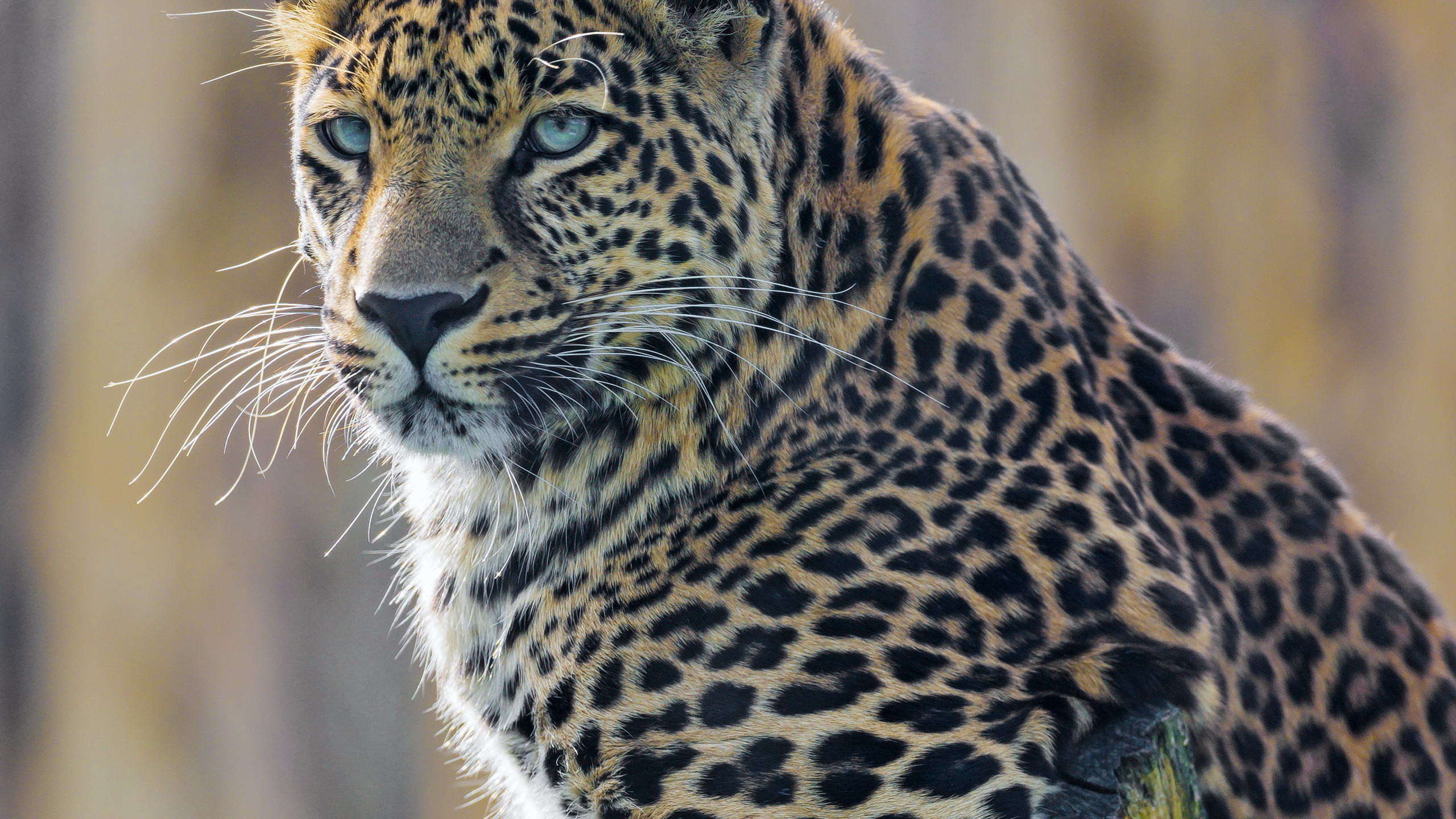 young, male, leopard, posing, branch