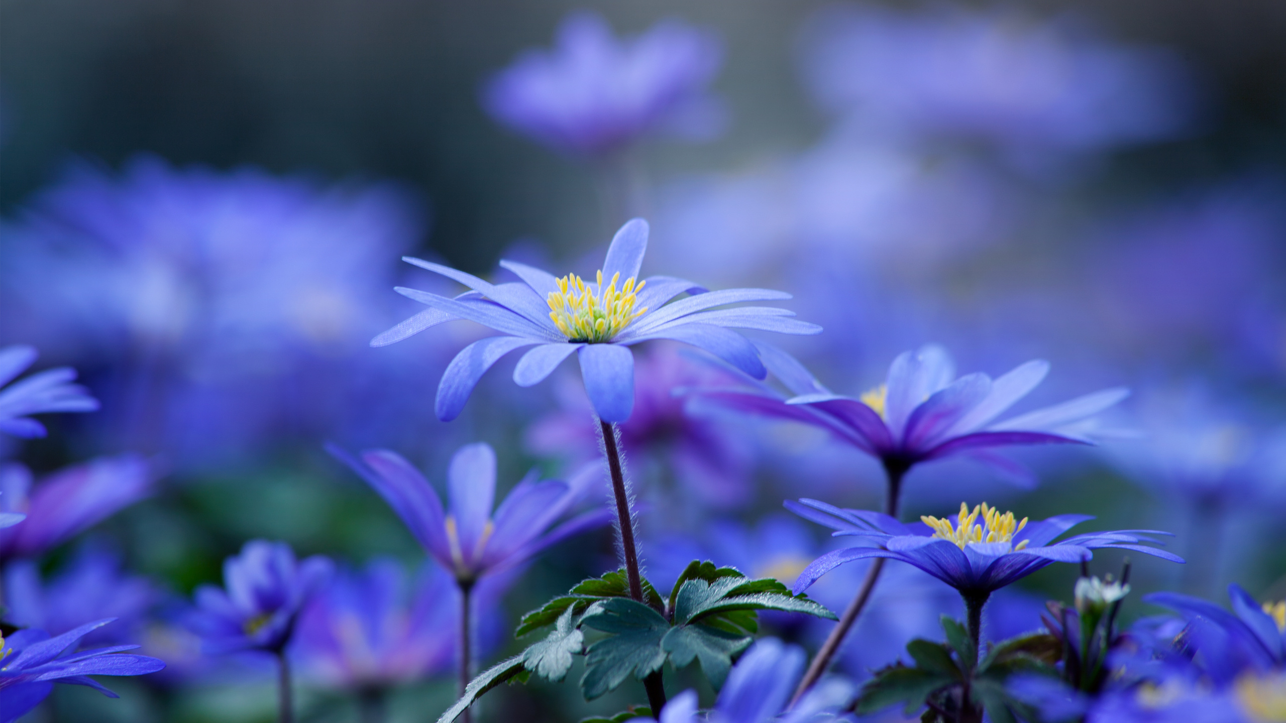 flowers, leaves, petals