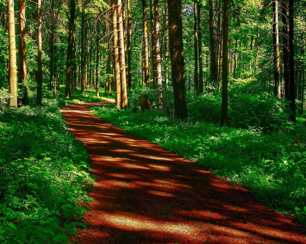 path, trees, grass, green