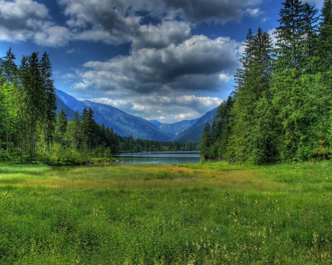 sea, grass, trees, ocean