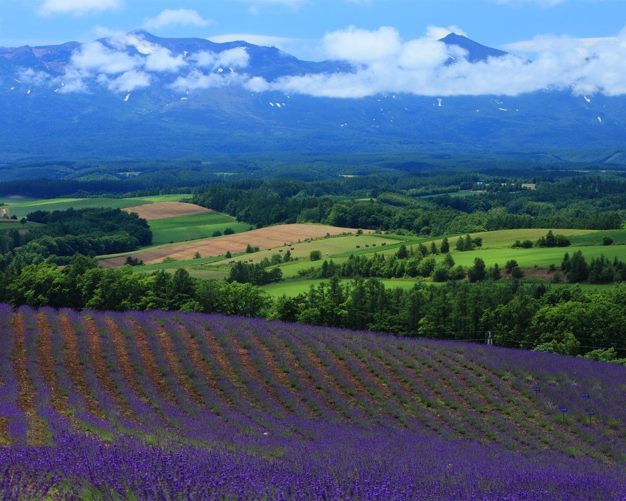 lavander, fields, hills, mountain