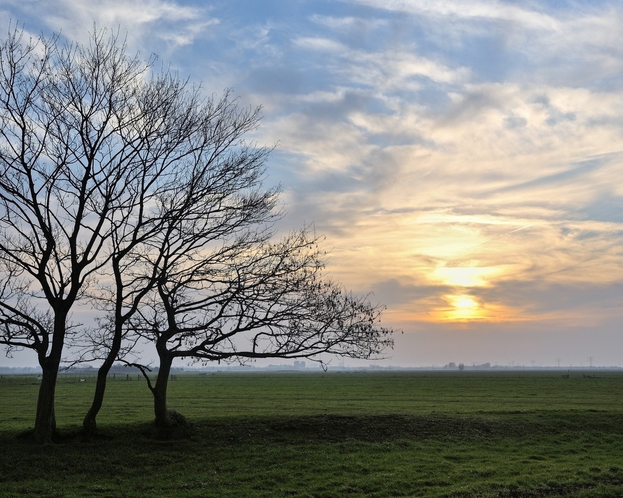 field, tree, grass.sky