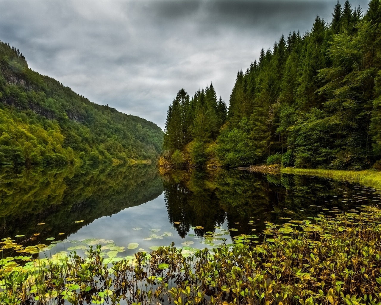 Super forest. Лес Норвегия. Природа лес река. Горы леса озера Норвегии. Пейзажи лесов Норвегии.