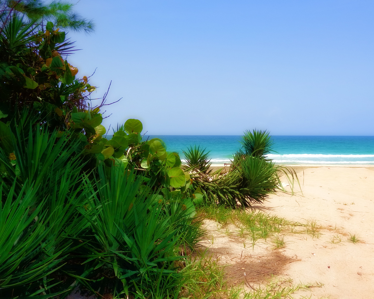 florida, atlantic ocean, landscape, ,  , 