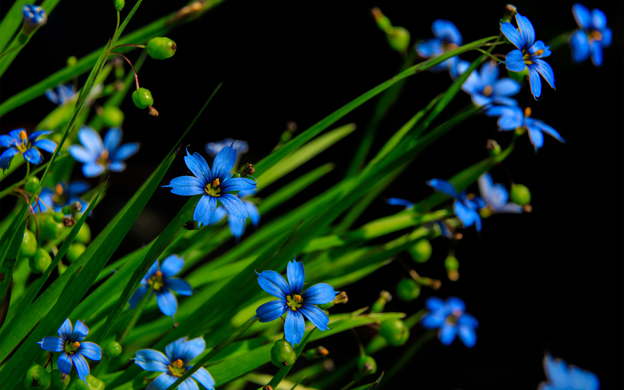 flowers, flora, macro, ,,,,,,,,,,,,,,,,,,,,,,,,,,,,,,,,,,.,,,,,,,,..,.,,,,,,,,,,,,.....,,,,,,,..,,,,....,.,.,,,,,,.,,,