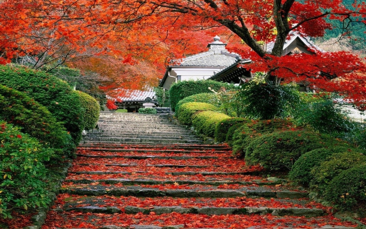 maple, red, tree, stairs, 