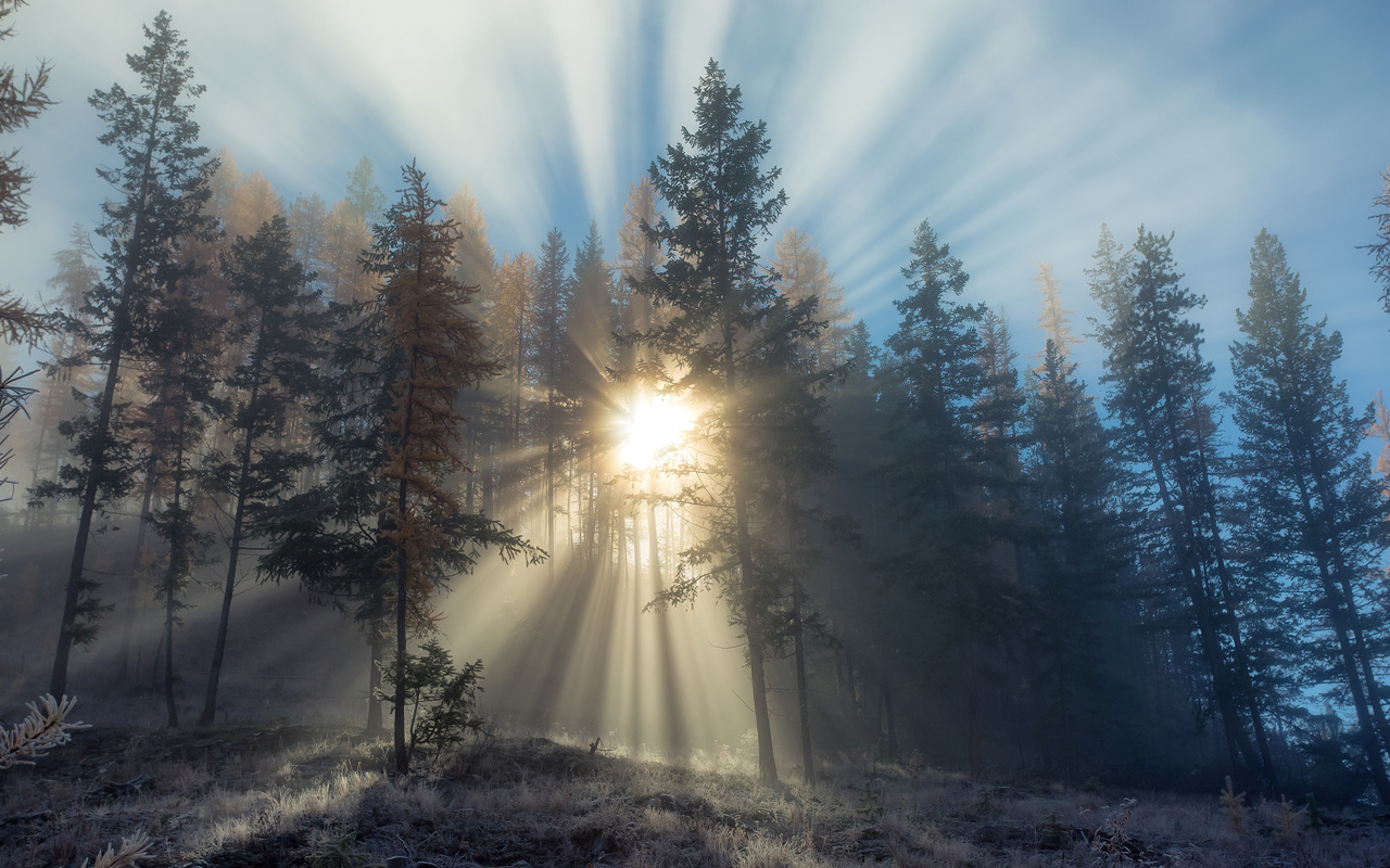 british columbia, canada, forest, trees