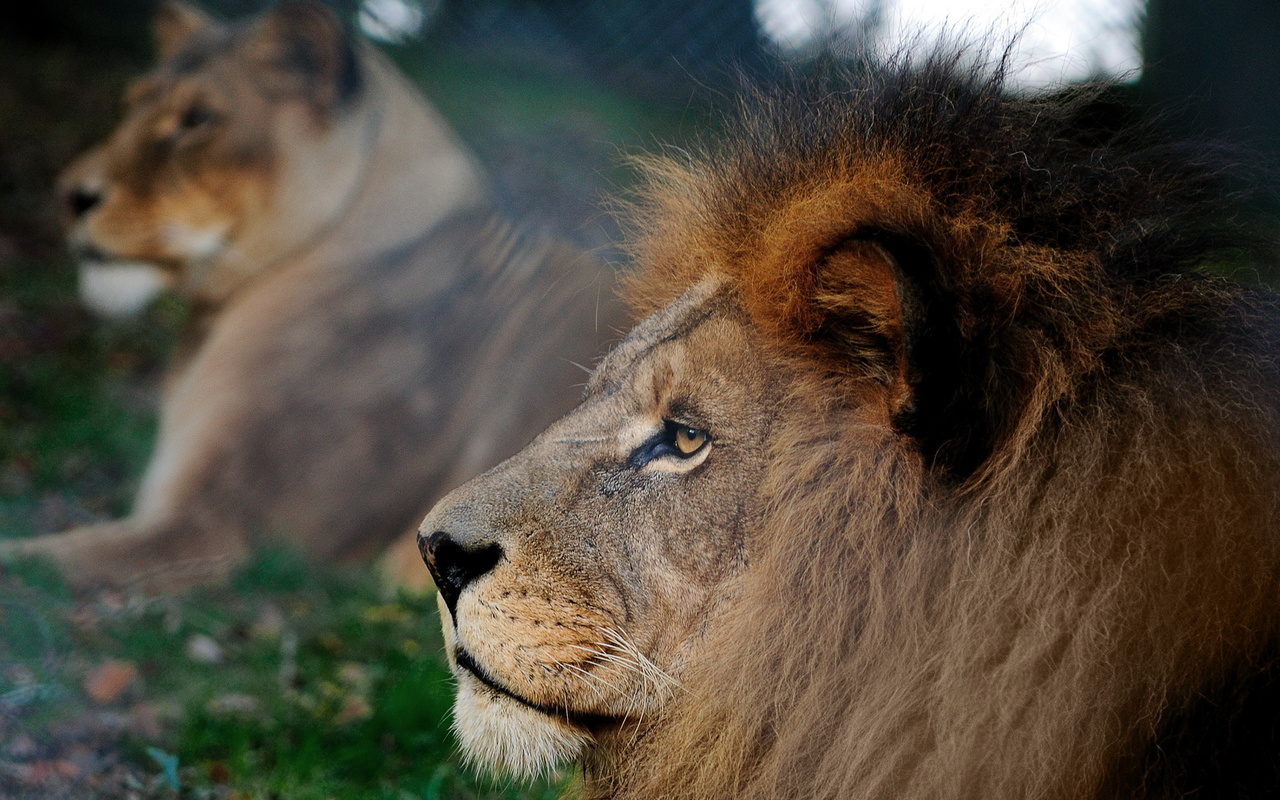 lion, nature, summer