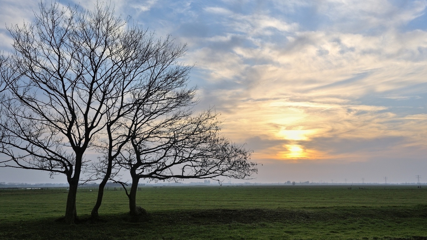 field, tree, grass.sky