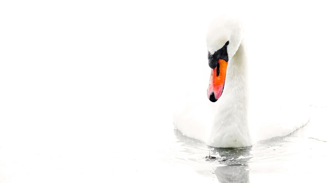  , , , white background, water, swan