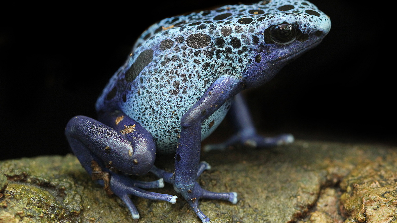 blue poison arrow frog, frog, blue poison dart frogs