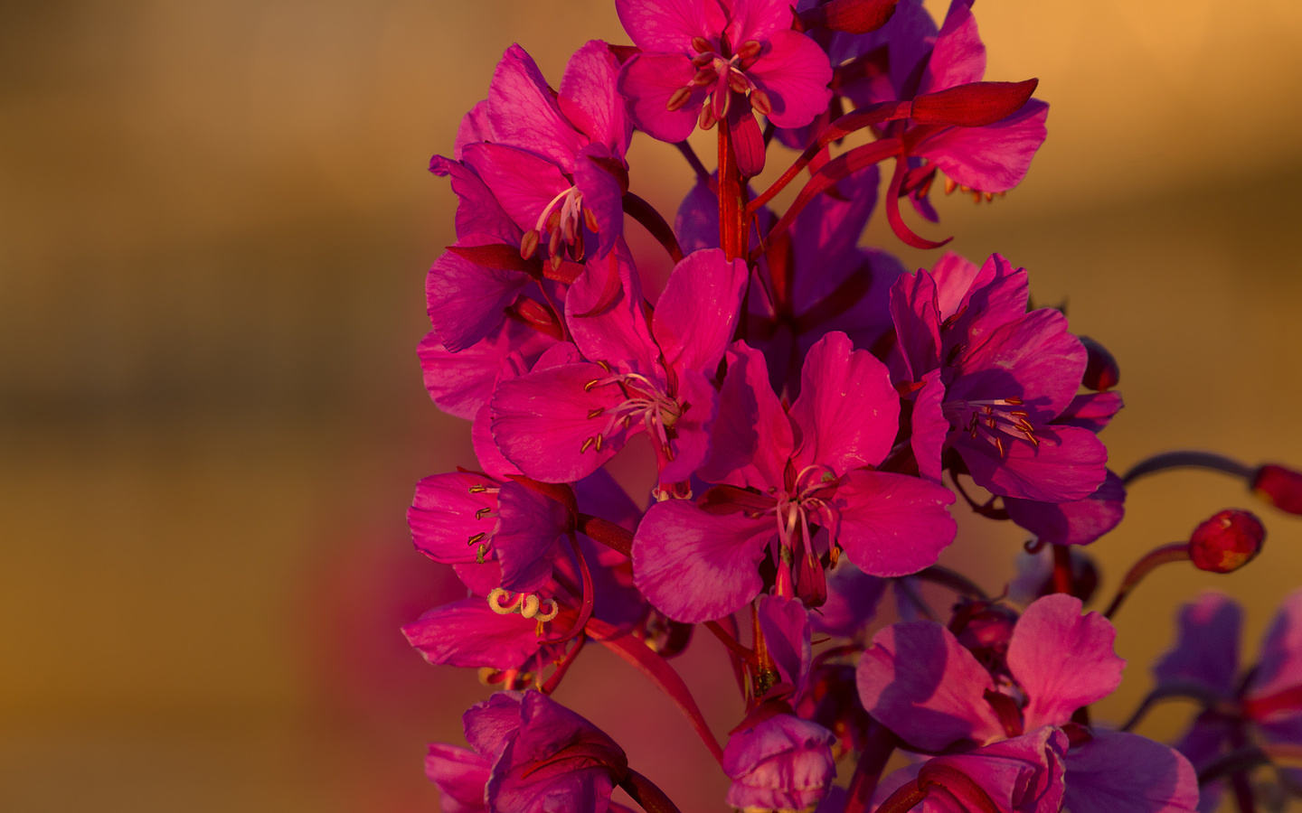 blooming sally, flowers, macro, ,,,,,,,,,,,,,,,,,,,,,,,,,,,,,,,,,,.,,,,,,,,..,.,,,,,,,,,,,,.....,,,,,,,..,,,,....,.,.,,,,,,.,,,