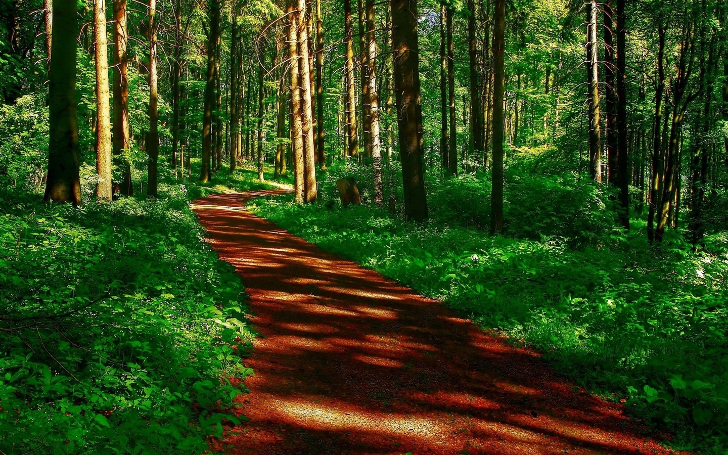 path, trees, grass, green